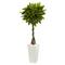 5.5ft. Money Tree in White Tower Planter
